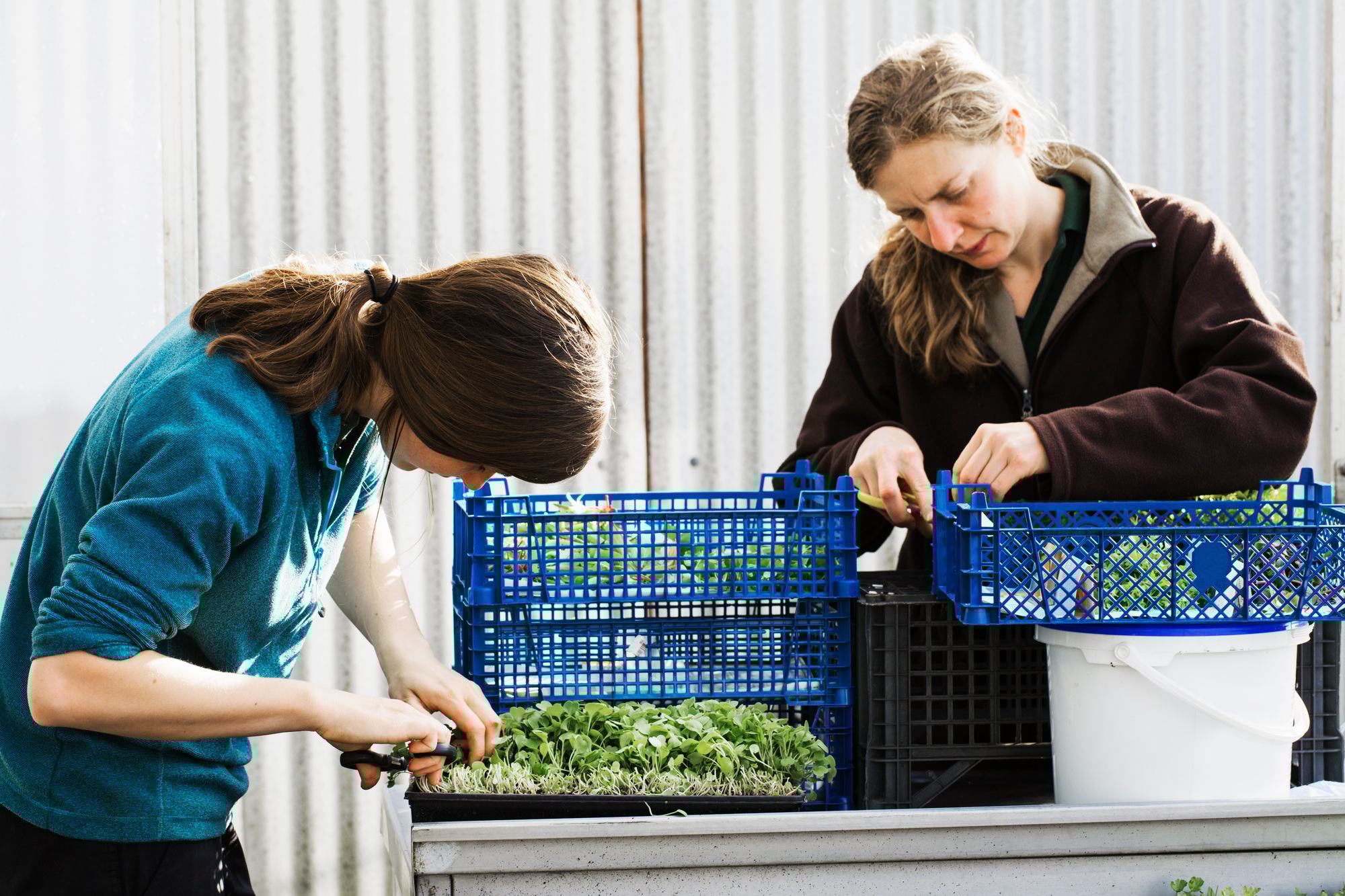 Two people cutting and packing salad leaves and fresh vegetable garden produce for distribution in a